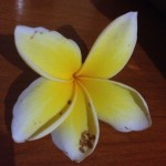 Frangipani petals litter the pavement - they smell fantastic!