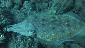 As are cuttle fish