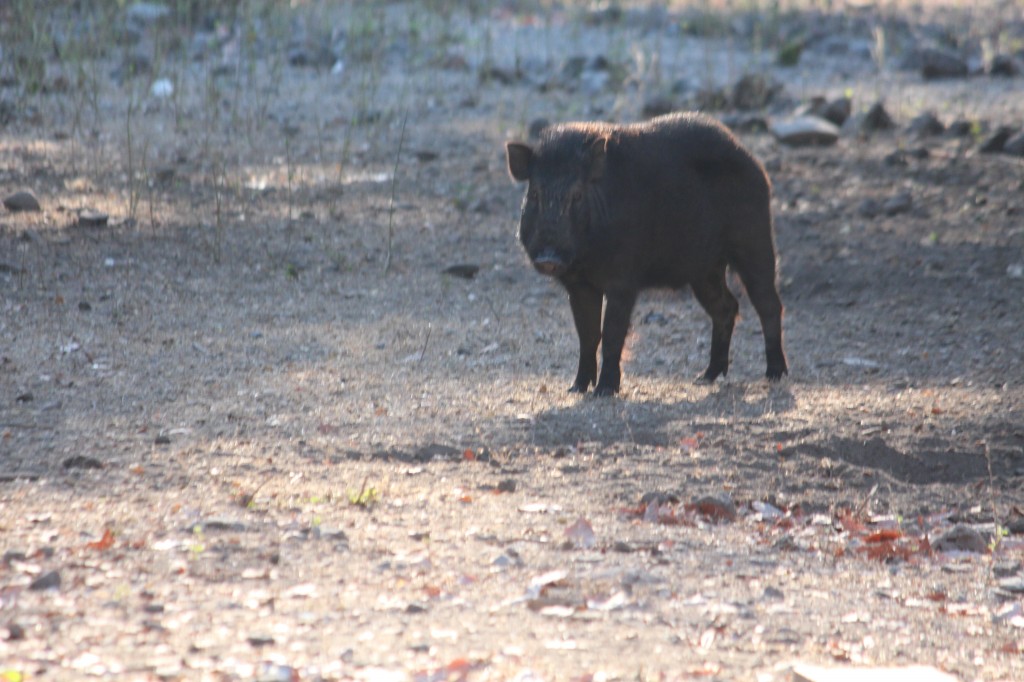 Wild Pigs roam the islands, fresh meat for the Komodos