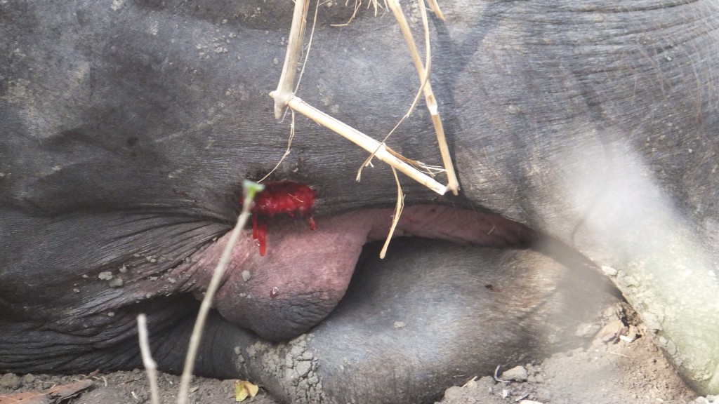 A wound inflicted by a small Komodo, but the effect is the same, the Dragons are waiting in the area for their next feast